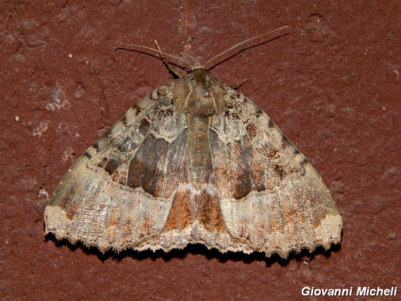 Grosso Noctuidae da ID